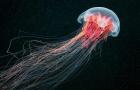 Интересные факты про медуз