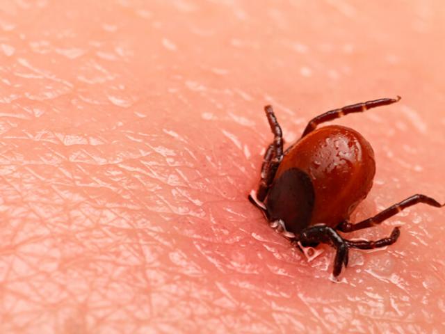 How to remove a tick at home - effective methods How to stretch a tick at home