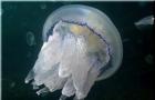 Li meduzasi.  Kristal go'sht.  Kornet meduzasi nima yeydi?