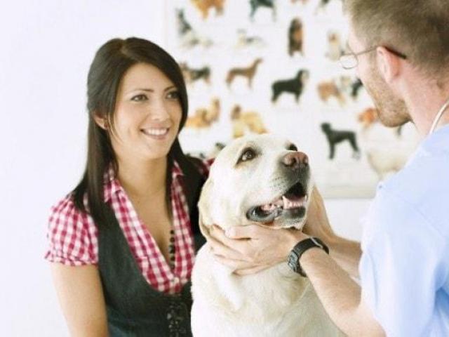 Veterinari Popularnost veterinarske profesije